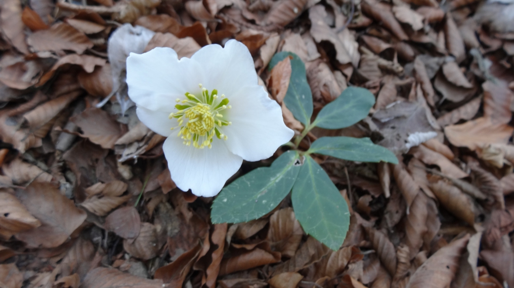 Rose de Noël - Helleborus Niger