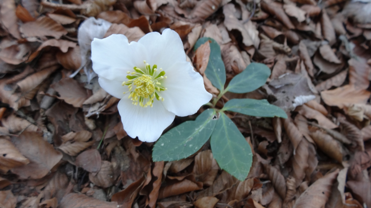 Rose de Noël – Helleborus Niger