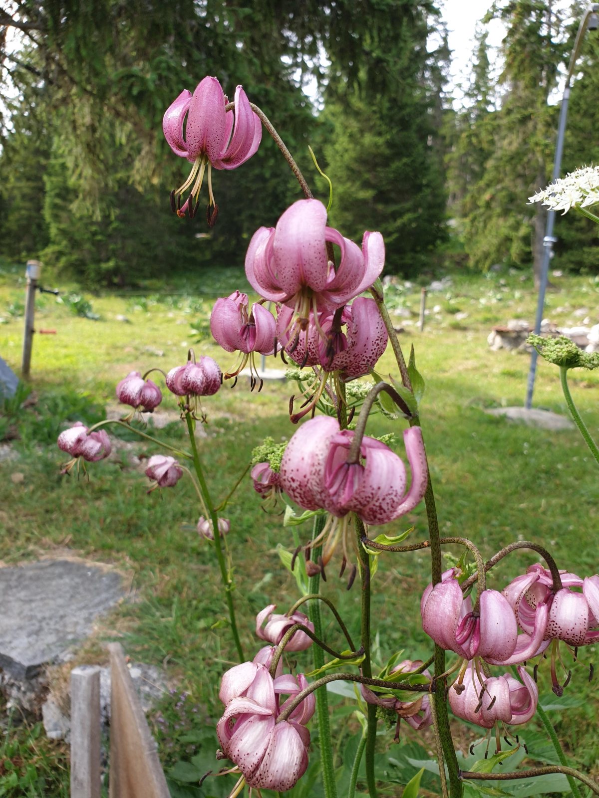 Lis Martagon – Lilium Martagon