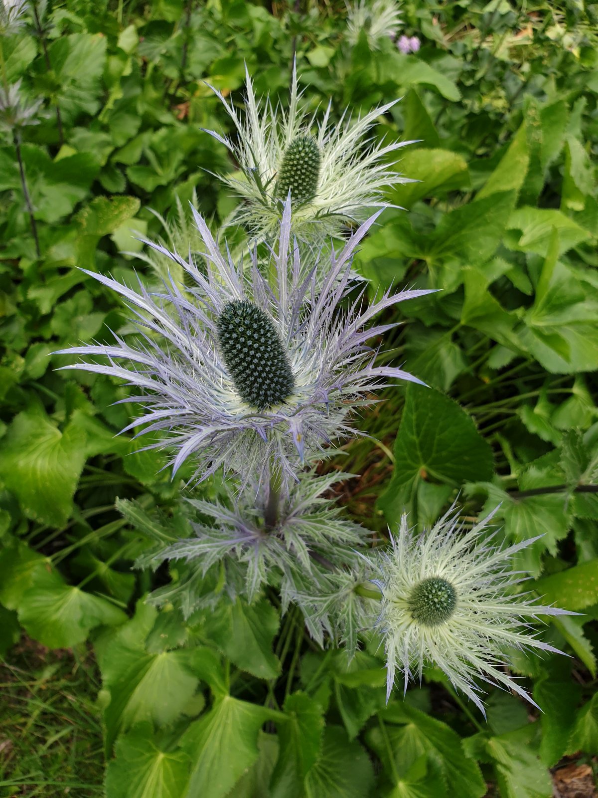 Panicaut des Alpes – Eryngium Alpinum