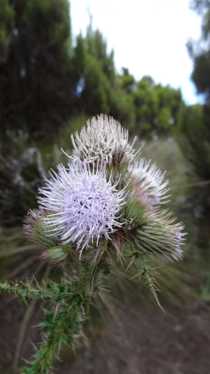 Giant Thistle – Carduus Keniensis