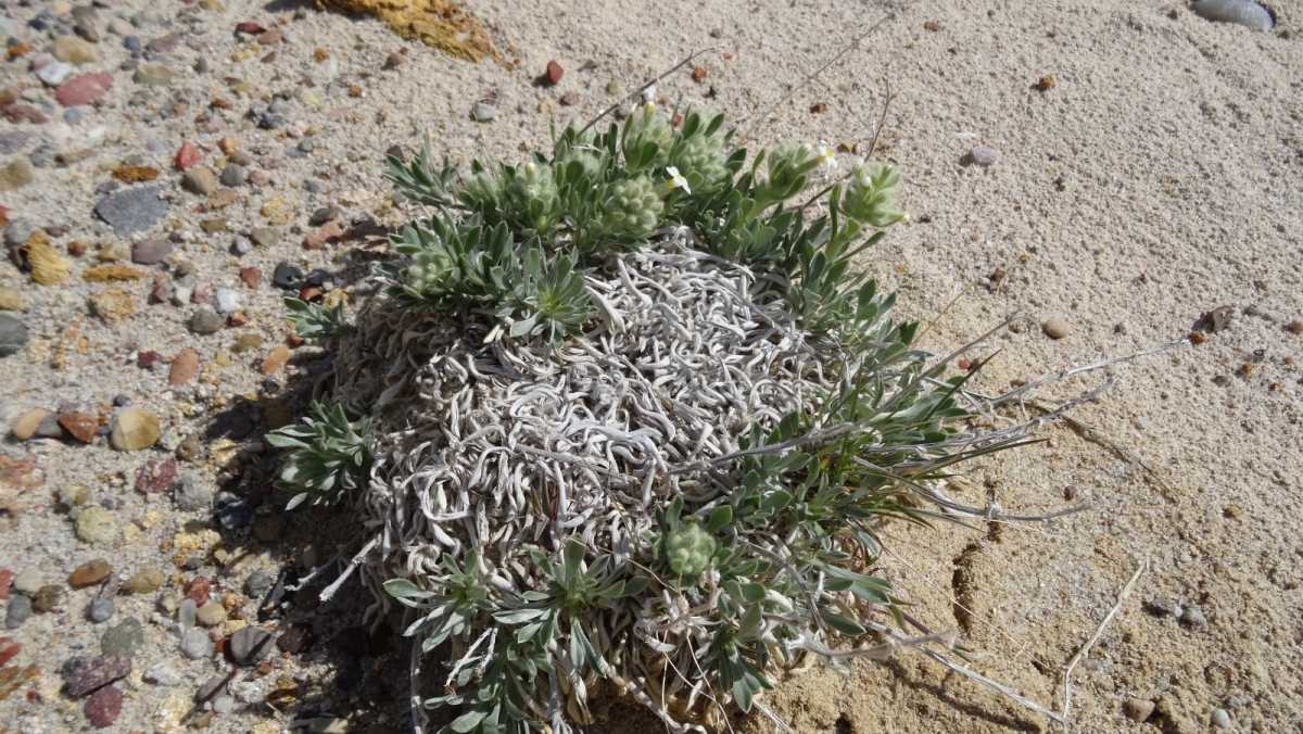 Yellow-eye Cryptanth – Cryptantha Flavoculata