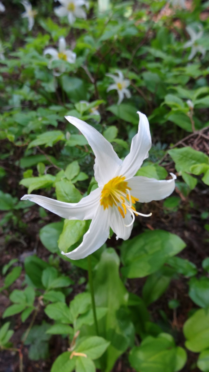 Avalanche Lily – Erythronium Montanum