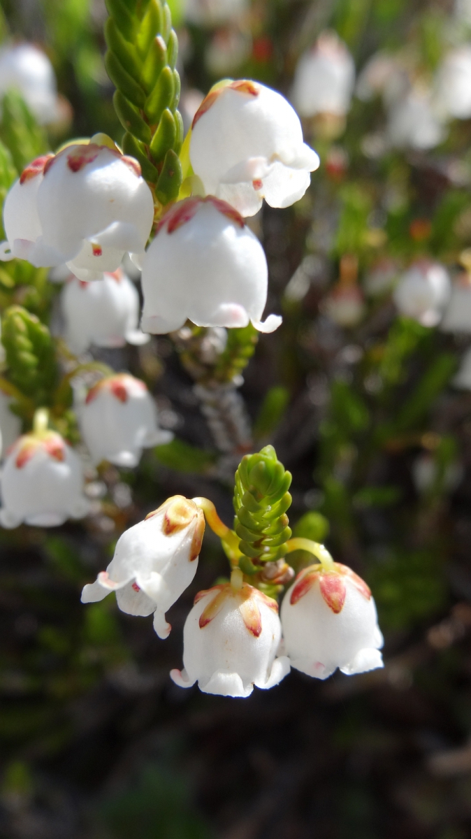 White Mountain Heather – Cassiope tetragona