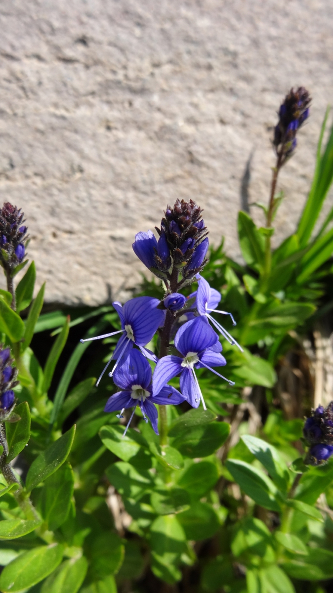 Cusick’s Speedwell – Veronica cusickii.
