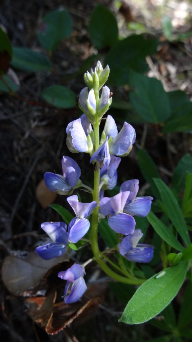 Big-Leaved Lupine – Lupinus Polyphyllus