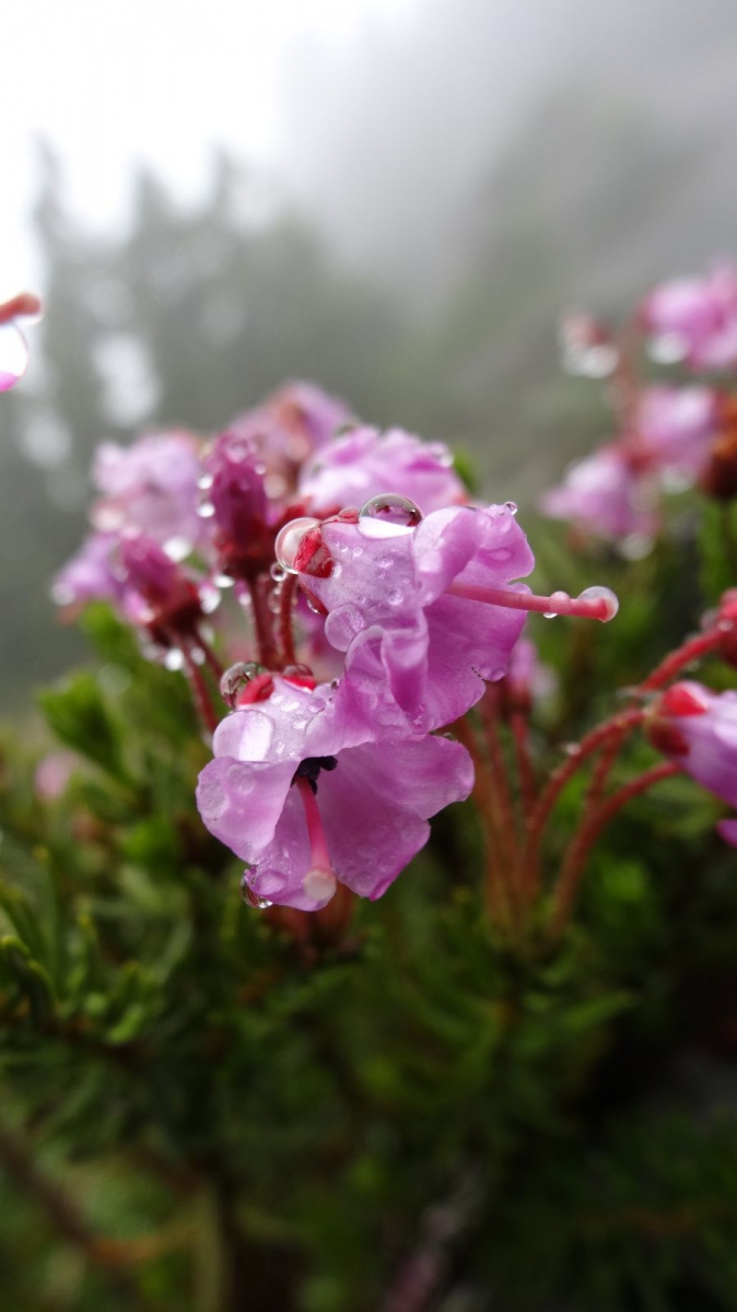 Mountain Heather – Phyllodoce Empetriformis