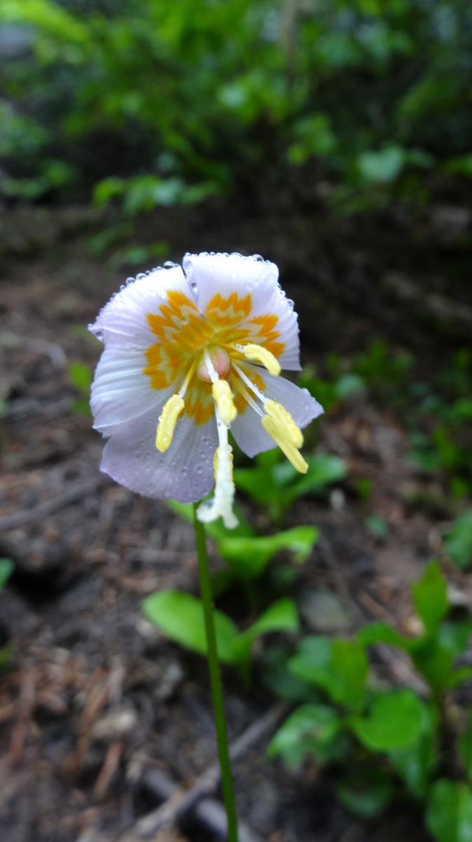 Avalanche Lily – Erythronium Montanum