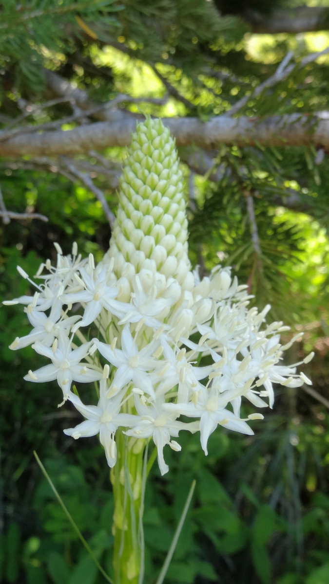 Bear Grass – Xerophyllum Tenax