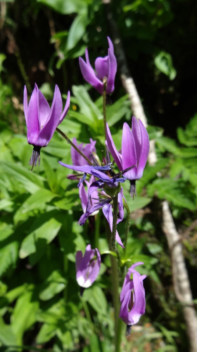 Jeffrey’s Shooting Star – Dodecatheon Jeffreyi