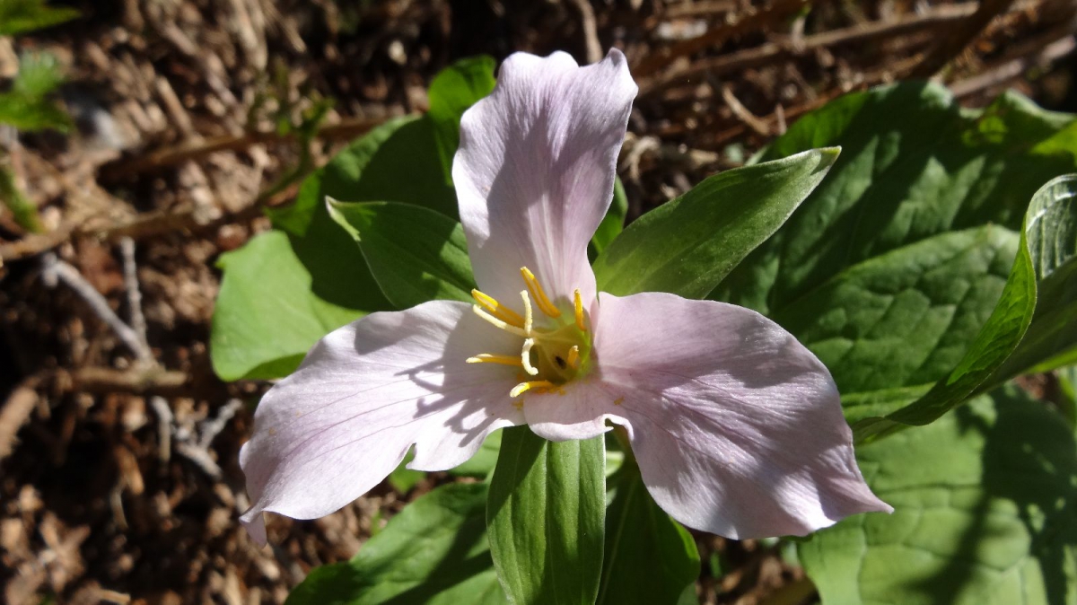 Western Wake Robin – Trillium Ovatum