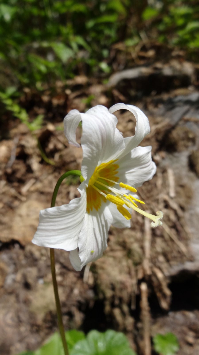 Avalanche Lily – Erythronium Montanum