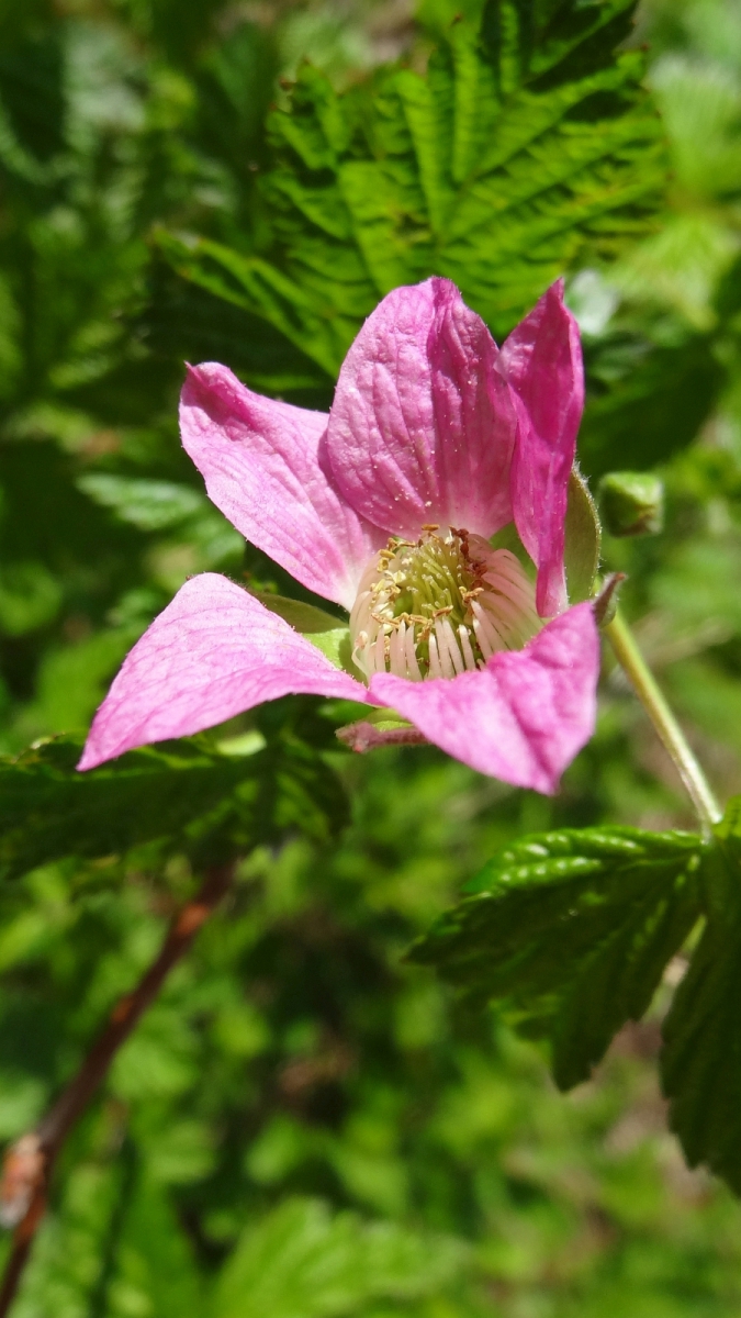 Wild Rose – Rosa