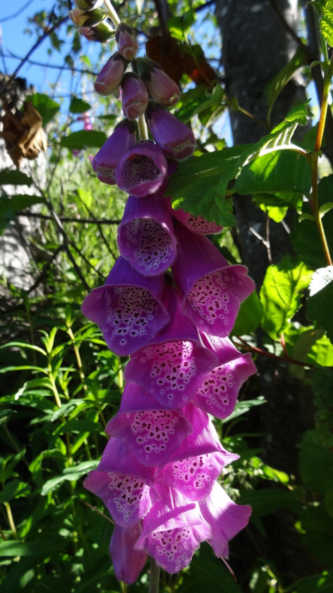 Foxglove – Digitalis Purpurea