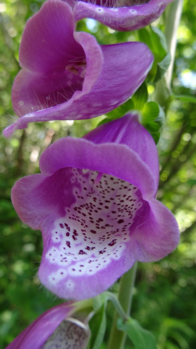 Foxglove – Digitalis Purpurea