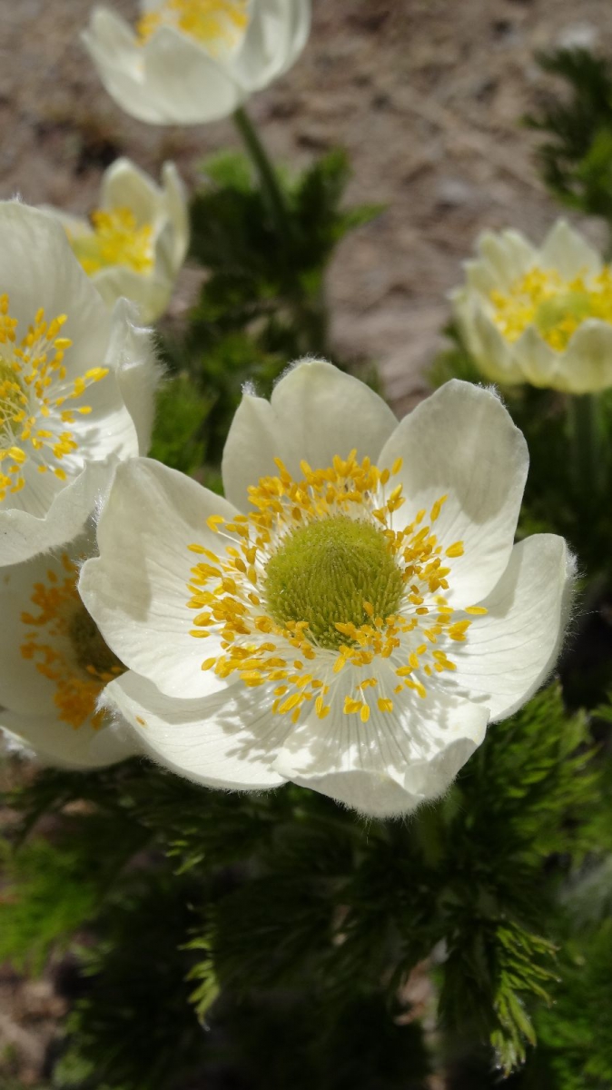 Western Pasque Flower – Pulsatilla occidentalis