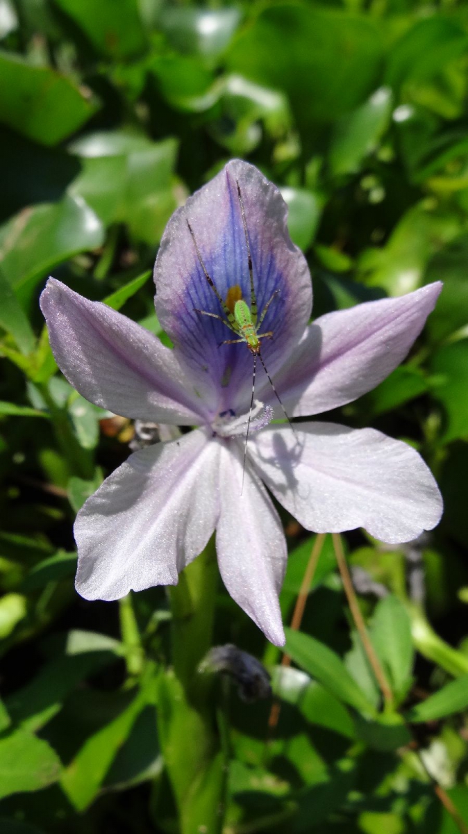 Water Hyacinth – Eichhornia Crassipes