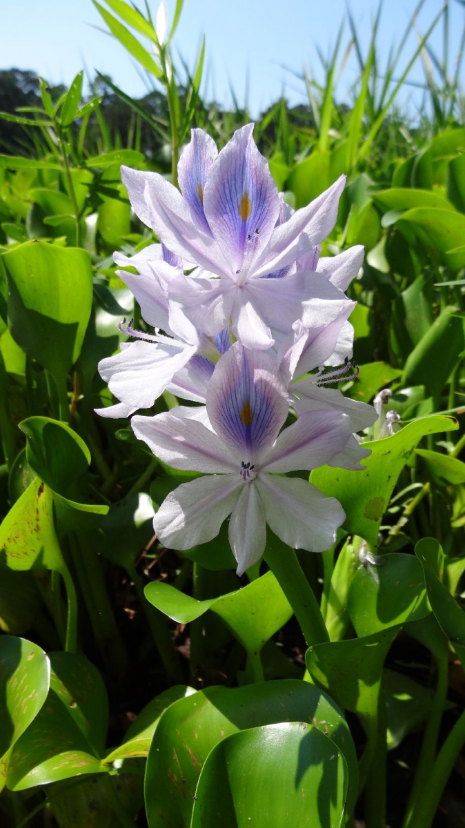 Water Hyacinth – Eichhornia Crassipes