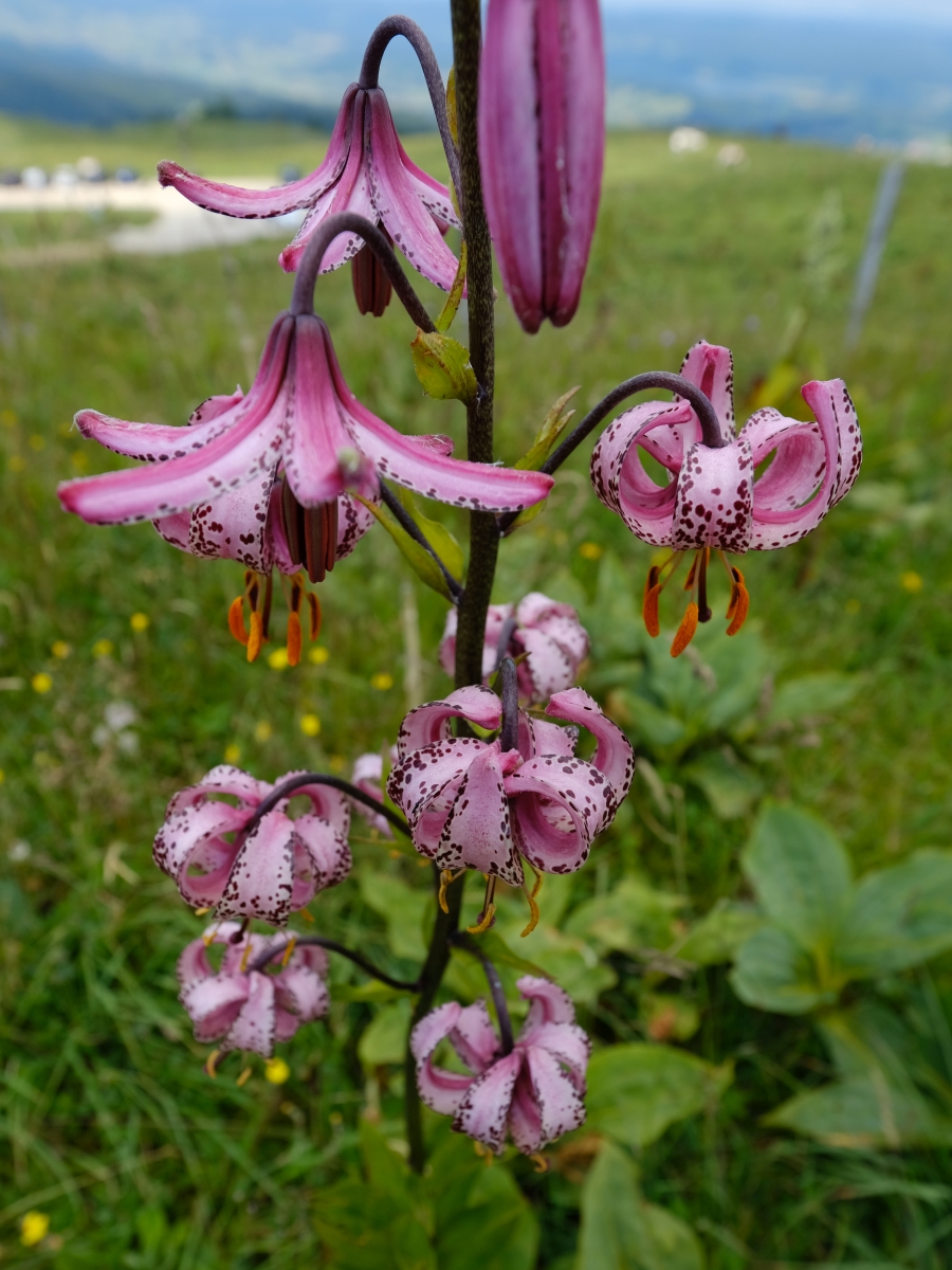 Lis Martagon – Lilium Martagon