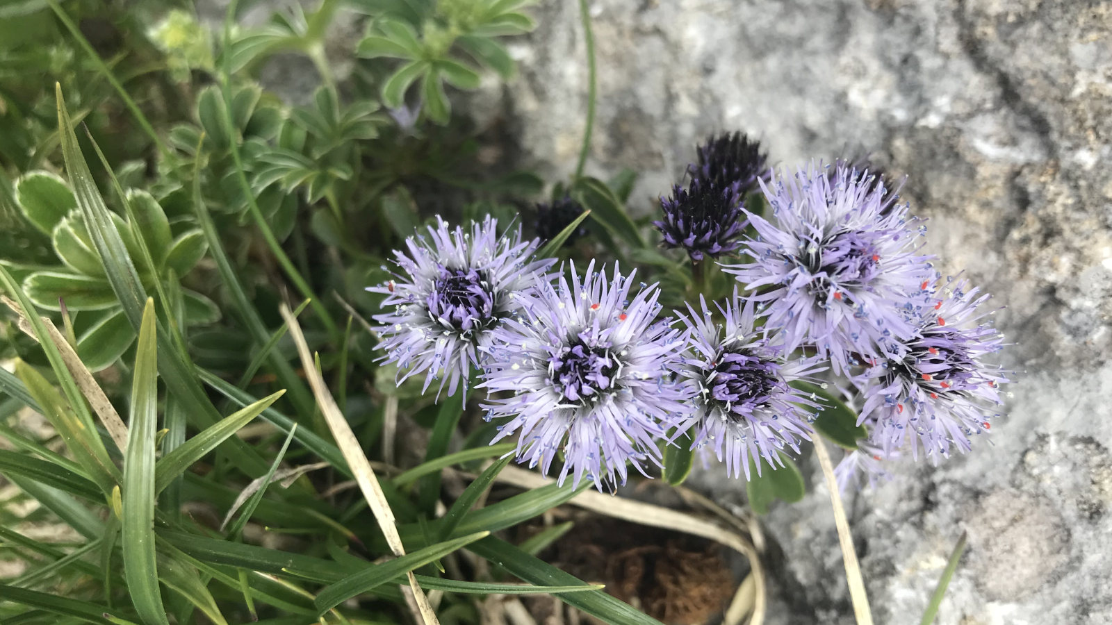 Globulaire à Feuilles en cœur – Globularia Cordifolia