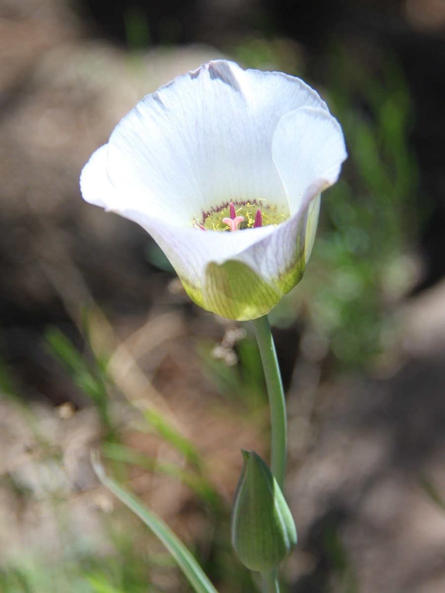 Sego Lily – Calochortus Nuttallii