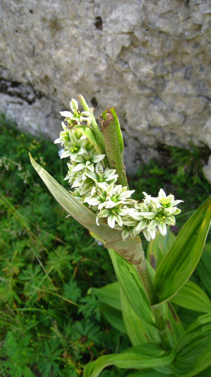 Fausse Gentiane – Veratrum Album