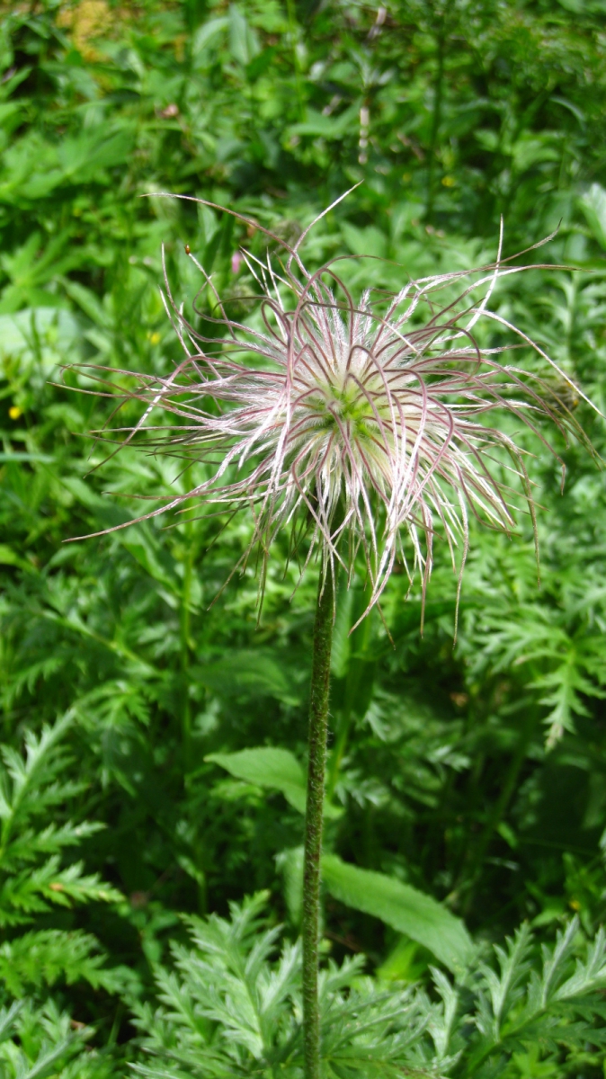 Anémone Pulsatille – Pulsatilla occidentalis