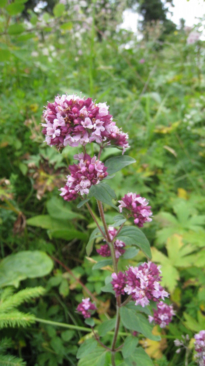 Marjolaine Sauvage – Origanum Vulgare