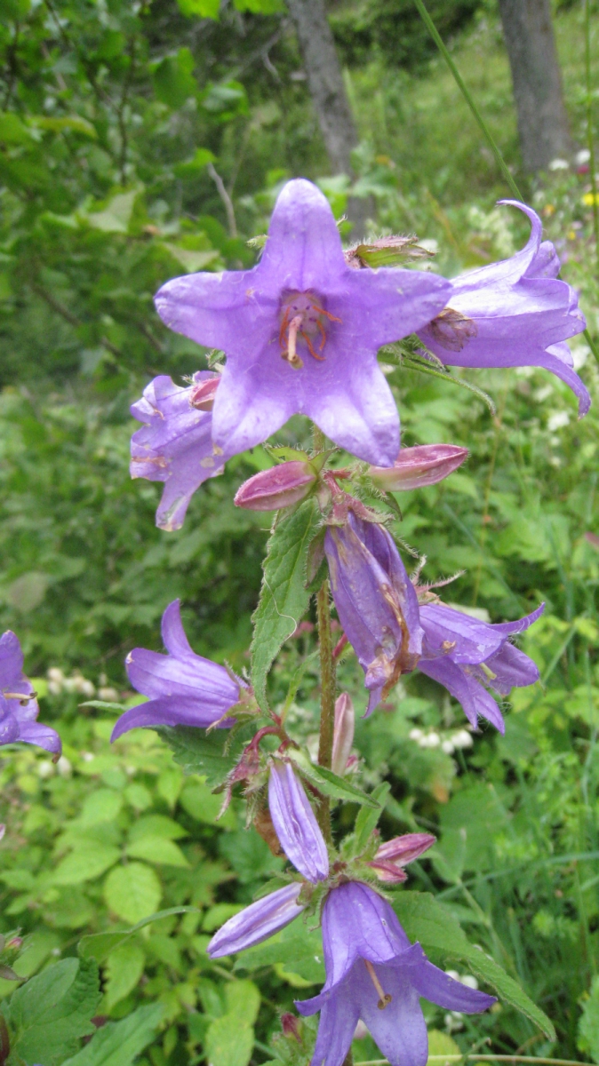 Campanule Gantelée – Campanula Trachelium