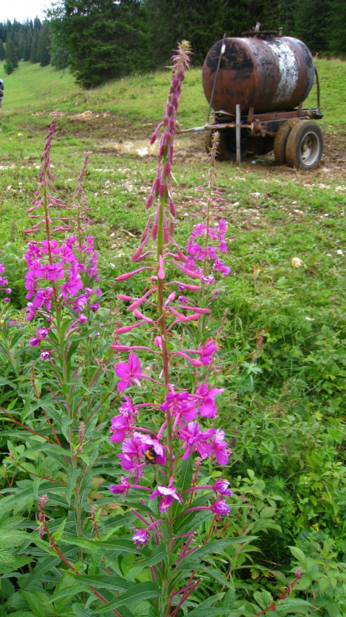Épilobe en épi – Chamerion Angustifolium