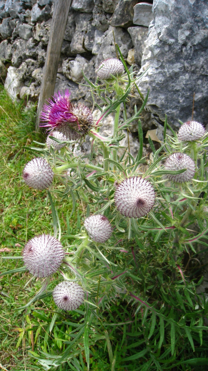 Cirse Laineux – Cirsium eriophorum