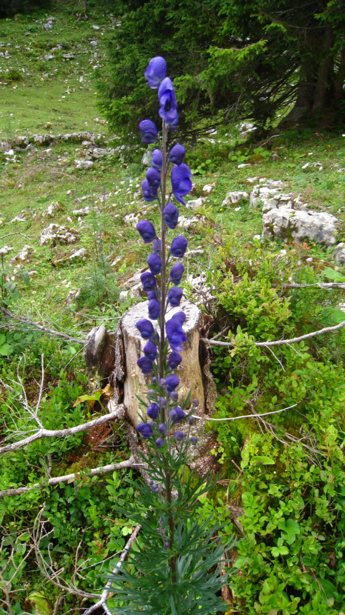 Casque de Jupiter – Aconitum Napellus