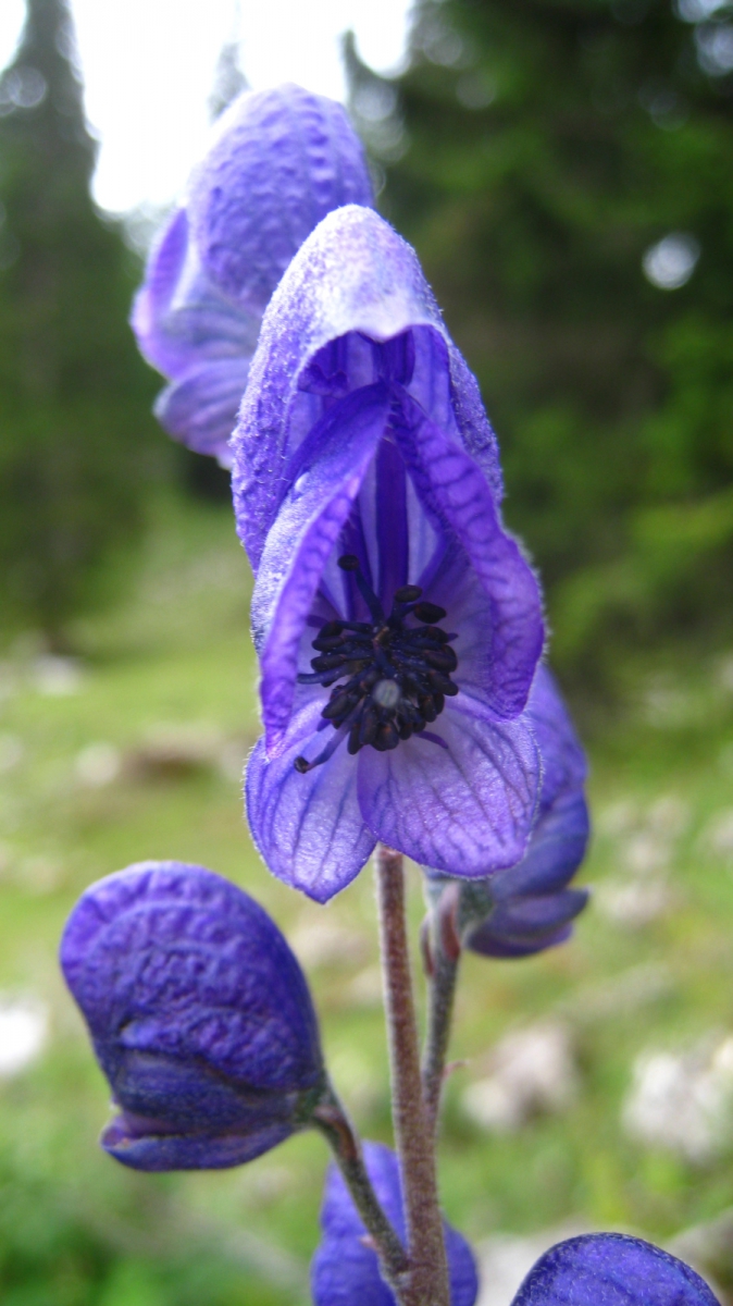 Casque de Jupiter – Aconitum Napellus