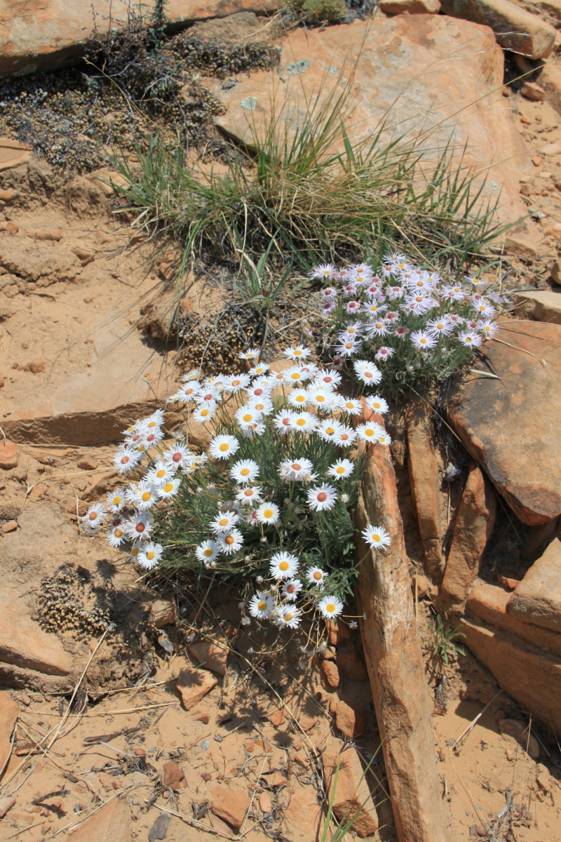 White Aster – Symphyotrichum Ericoides