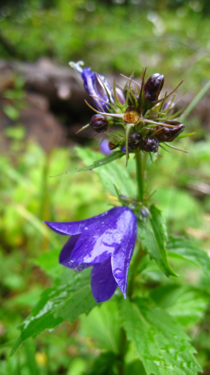 Campanule à feuilles d’ortie – Campanula Trachelium