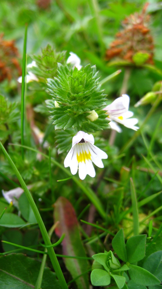 Euphraise Officinale – Euphrasia Officinale