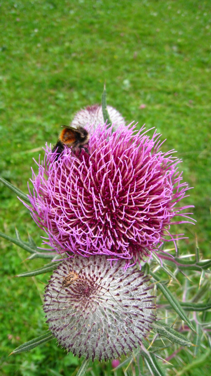 Cirse Laineux – Cirsium Eriophorum