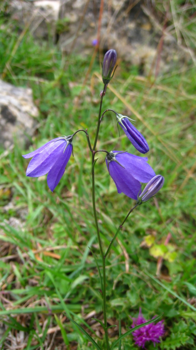 Campanule à feuilles rhomboïdales – Campanula Rhomboidalis