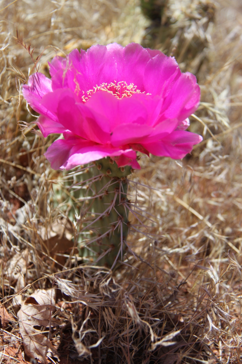Fishhook Cactus – Sclerocactus Parviflorus