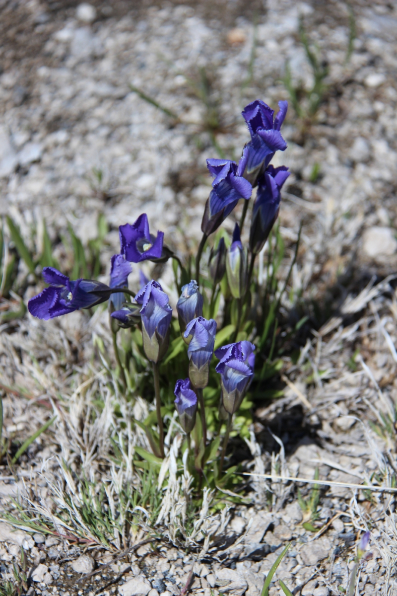 Fringed Gentian – Gentianopsis Crinita