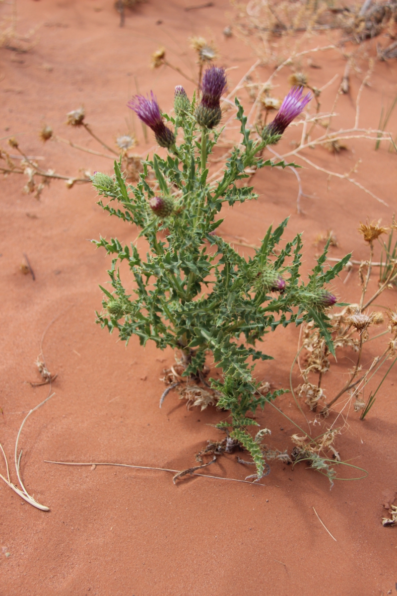 Arizona Thistle – Cirsium Arizonicum