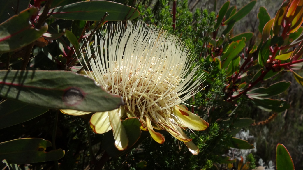 Kilimanjaro Sugarbush - Protea Kilimanjaro