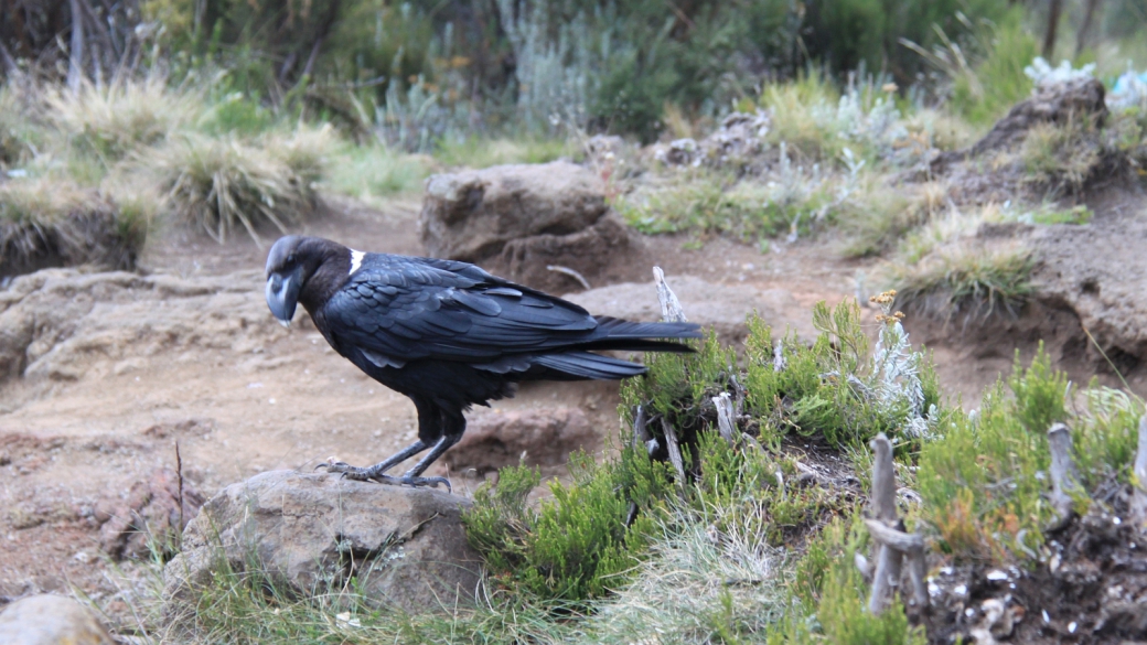 Horombo Huts Trail - Mount Kilimanjaro National Park - Tanzania