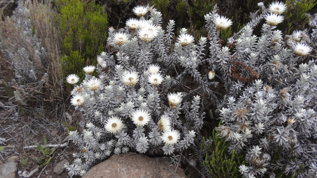 Everlasting flowers - Helichrysum