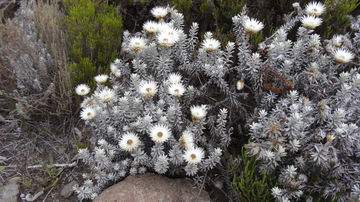 Everlasting flowers – Helichrysum