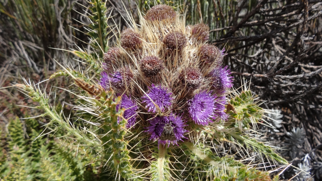 Mountain Thistle - Carduus Keniensis