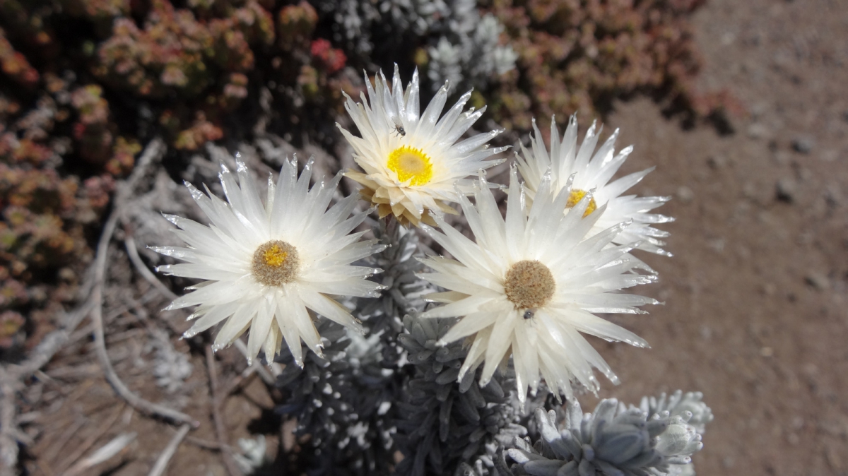 Everlasting flowers – Helichrysum