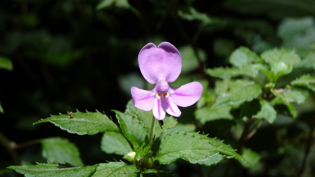 Kilimanjaro impatiens - Impatiens Kilimanjari