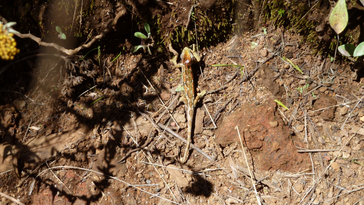 Marangu Gate Trail – Mount Kilimanjaro National Park – Tanzania