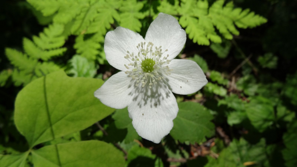 Windflower - Anemone Magellanica